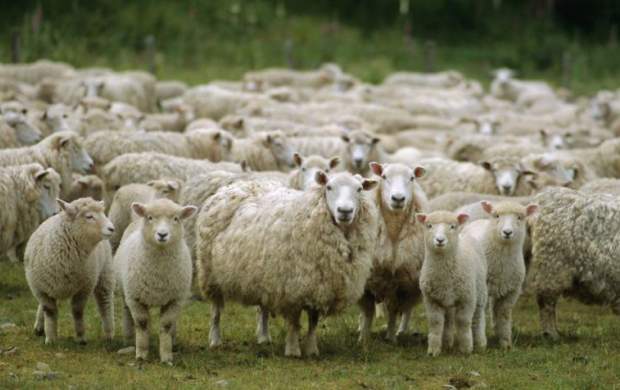 رژه گوسفندان در خیابان‌ +فیلم