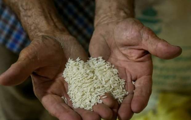 واردات ترمز گرانی برنج ایرانی را کشید