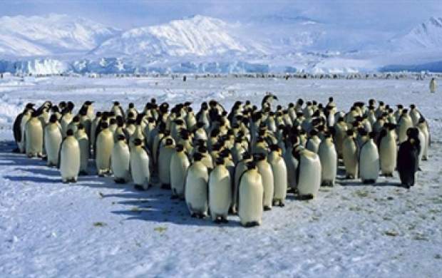 خوشحالی کردن به روش پنگوئن‌ها!