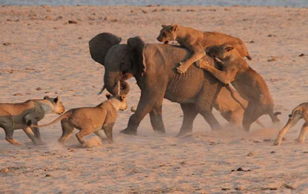 حمله ۱۴ شیر به یک فیل +فیلم