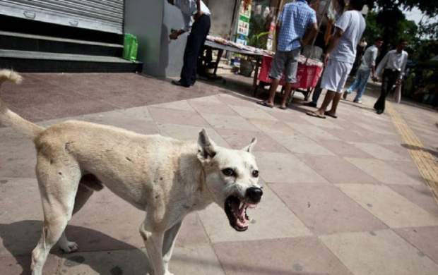 حمله سگ‌های ولگرد به کودک خردسال