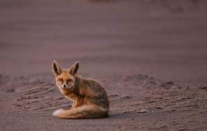 عکس/ تصویری زیبا از کوچکترین روباه ایران