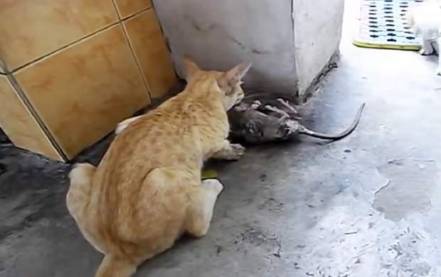 استتار ناموفق موش برای فرار از گربه