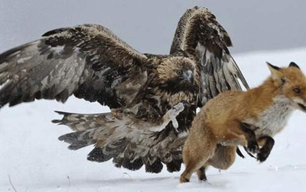 لحظه شکار روباه توسط عقاب + فیلم