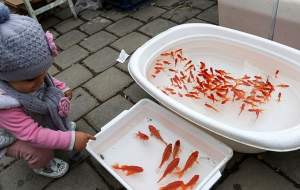 باید‌ و نباید‌های خرید ماهی قرمز
