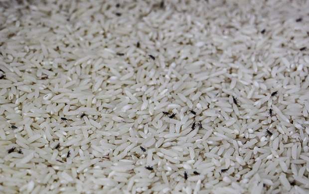 احتمال رشد قیمت برنج وارداتی