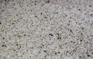 احتمال رشد قیمت برنج وارداتی