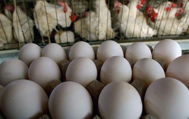 قیمت مرغ، تخم مرغ و شیر تغییری نکرده است