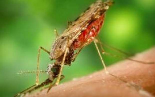 مهم‌ترین سلاح مبارزه با مالاریا چیست؟