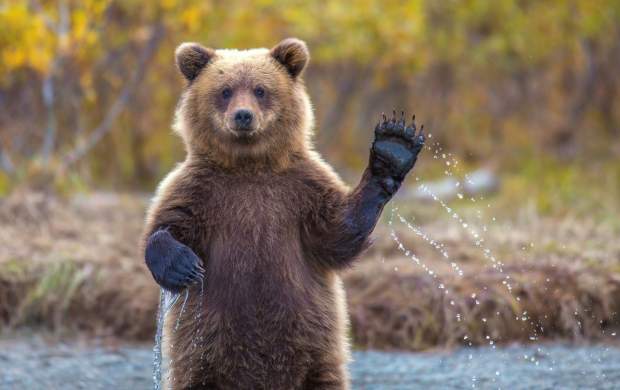 خرس قهوه‌ای در پارک ملی کیاسر +فیلم