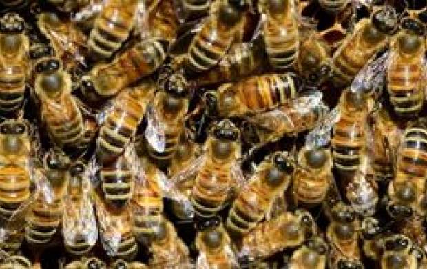 فایده نیش زنبور برای انسان چیست؟