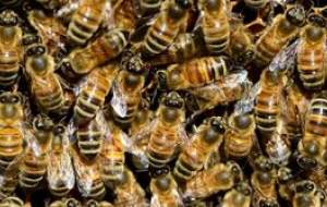 فایده نیش زنبور برای انسان چیست؟