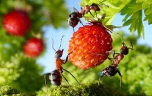خطر مگس میوه و مورچه عسل را می شناسید؟