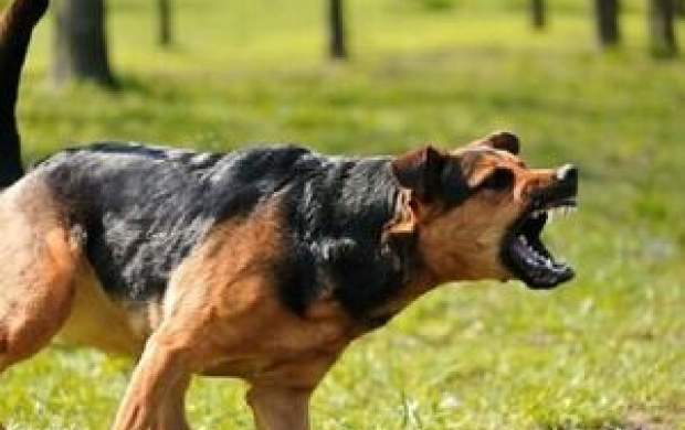 حمله سگ‌های خانگی به مامور اورژانس +عکس