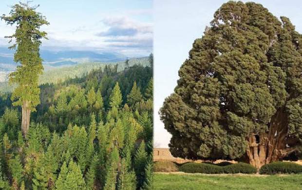 درخت ۶۰۰ ساله اونا و ۴ هزار ساله ما!