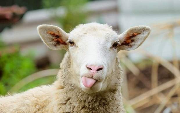 خواص زبان گوسفند برای سلامتی انسان