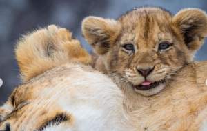 تصاویری زیبا از بازیگوشی توله شیرها  