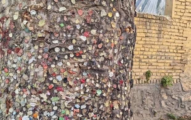 روایتی از سرگذشت «درخت آدامسی» پایتخت