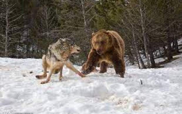 شکار گرگ توسط توله خرس‌ها