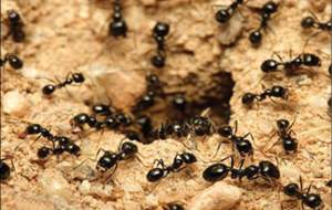 چند تا مورچه روی زمین داریم؟