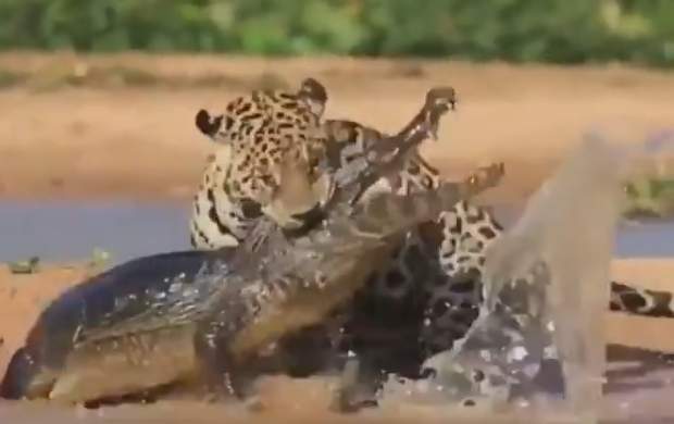 حمله مرگبار یک پلنگ به تمساح +فیلم