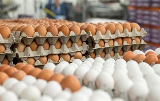 چرا قیمت تخم مرغ افزایش یافت