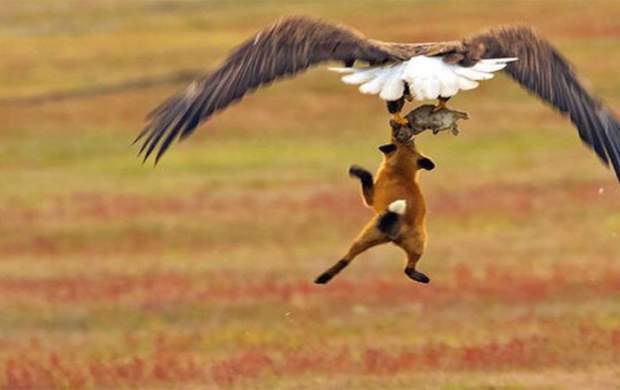 پرواز عقاب به همراه شکارش را ببینید