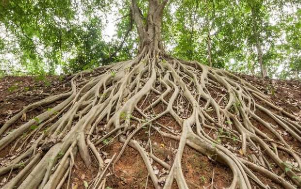 کشف نحوه ریشه دواندن درختان به دنبال آب