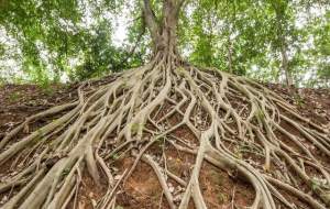 کشف نحوه ریشه دواندن درختان به دنبال آب