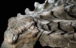 دایناسور شاکی یا اژدهای واقعی؟