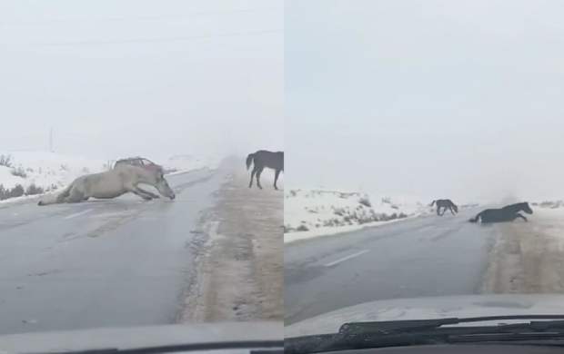 فیلم/ دردسر سه اسب برای عبور از جاده