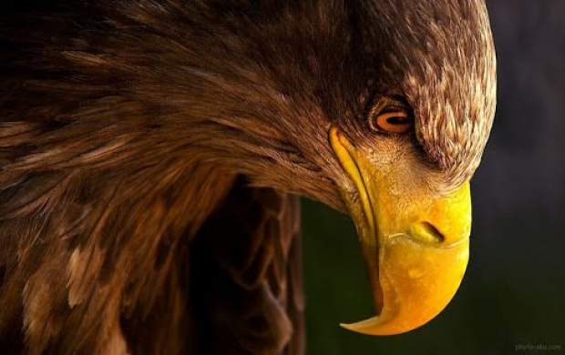 فیلم حیرت آور از پلک زدن عقاب