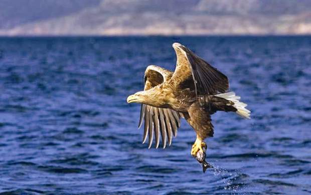 فیلم/ خروج حیرت‌انگیز یک عقاب از دریا!