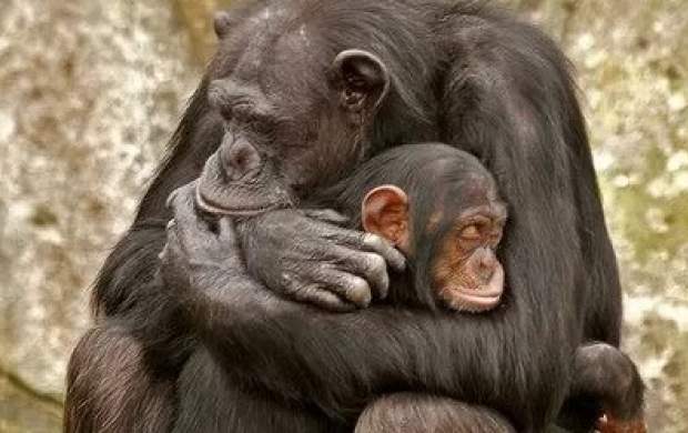 فیلم/ لحظه‌ای عاشقانه از شامپانزه و نوزادش