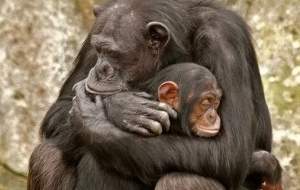 فیلم/ لحظه‌ای عاشقانه از شامپانزه و نوزادش