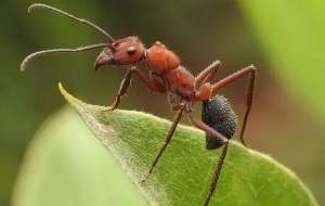 مورچه‌ای عظیم‌الجثه به بزرگی یک پرنده!