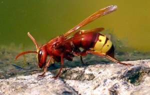 نمایی شگفت انگیز از لانه‌سازی زنبور گاوی  <img src="https://cdn.jahannews.com/images/video_icon.png" width="16" height="16" border="0" align="top">