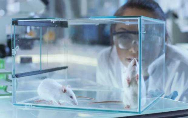 مهندسی ژنتیک موش‌های نابینا را درمان کرد