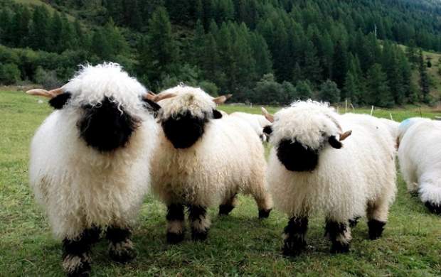 گوسفند پرطرفدار در سوئیس +فیلم