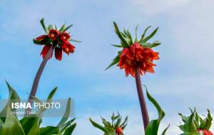 دشت لاله‌های واژگون کوهرنگ  <img src="https://cdn.jahannews.com/images/picture_icon.png" width="16" height="16" border="0" align="top">