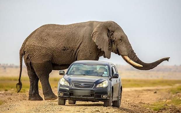 فیلم/ حمله وحشتناک یک فیل به چند خودرو!