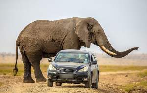 فیلم/ حمله وحشتناک یک فیل به چند خودرو!  <img src="https://cdn.jahannews.com/images/video_icon.gif" width="16" height="13" border="0" align="top">