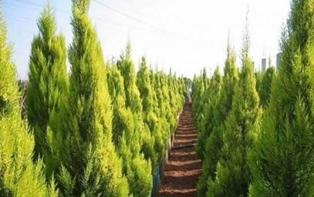 کاشت درخت کاج در شهر تهران ممنوع شد