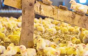 توافق مرغداران برای کاهش قیمت جوجه