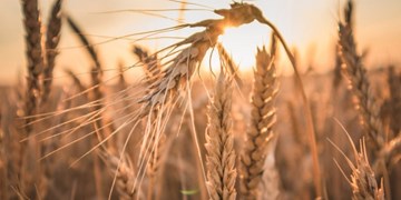 وعده خودکفایی تولید گندم تا سال آینده