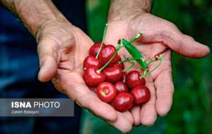 تصاویر برداشت گیلاس در روستای بندبن  <img src="https://cdn.jahannews.com/images/picture_icon.png" width="16" height="16" border="0" align="top">