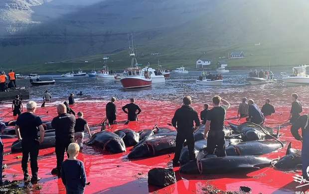 محبت حیرت انگیز دانمارکی‌ها به نهنگ‌ها!