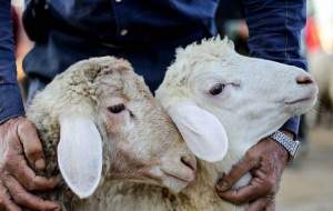 گوسفند زنده برای عیدقربان کیلویی ۱۷۰ هزار تومان