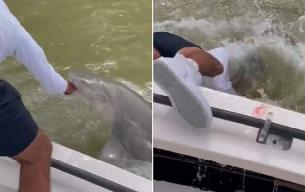 حمله کوسه به یک ماهیگیر روی قایق +فیلم