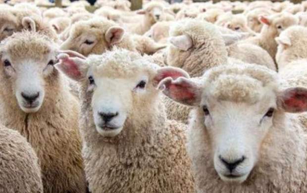 فهرست ۲۱ مرکز عرضه گوسفند قربانی اعلام شد